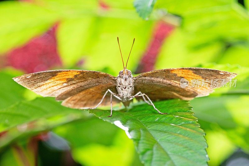 叶蝴蝶(Kallima inachus)展开翅膀看着镜头。